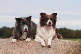 BORDER COLLIE 773